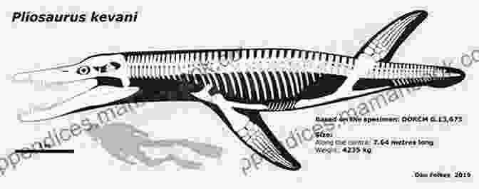 A Diagram Of The Anatomy Of Pliosaurus Funkei, Illustrating Its Powerful Skull, Streamlined Body, And Webbed Feet Vengeance From The Deep One: Pliosaur