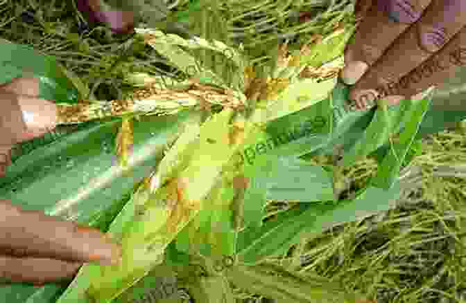 A Farmer Inspecting A Maize Field For Pests And Diseases Maize Cobs And Cultures: History Of Zea Mays L