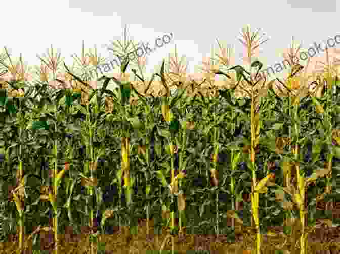 A Field Of Maize Plants With Mature Cobs Maize Cobs And Cultures: History Of Zea Mays L