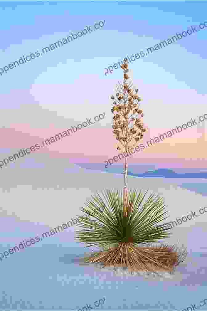 Finished Painting Of A White Sands Yucca White Sands Yucca: Step By Step Acrylic Painting