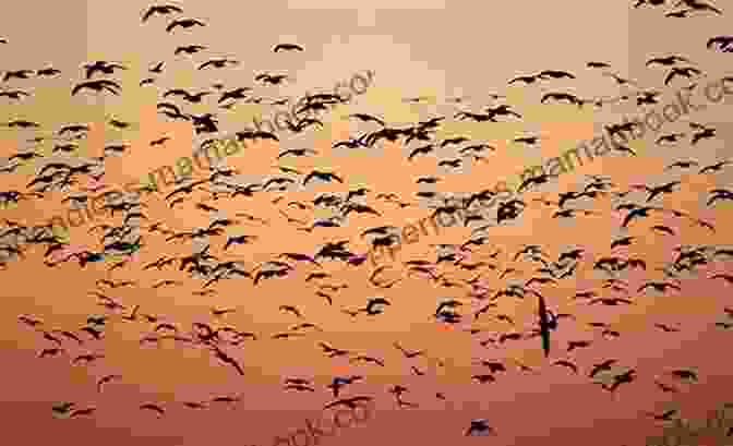 Flock Of Soul Birds Flying Together Soul Bird: Poems For Flying