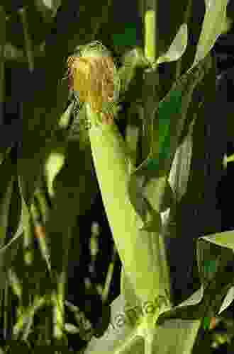 Maize Cobs And Cultures: History Of Zea Mays L
